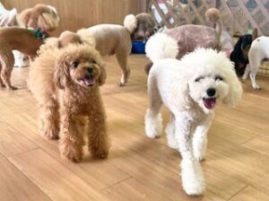 ペットホテルでお散歩中の犬ちゃん