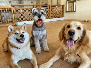 ペットホテルでのんびりくつろぐ犬ちゃん。