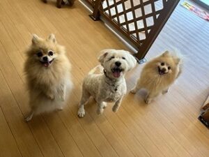 一列に並ぶ犬ちゃん達。