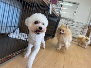 お友達とお散歩中の犬ちゃん。