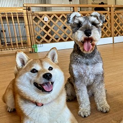 ペットホテルでのんびりくつろぐ犬ちゃん。