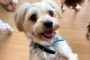 おやつをおねだりしている犬ちゃん。