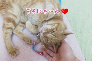 猫ちゃんごろん