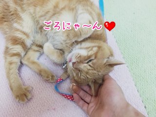 猫ちゃんごろん