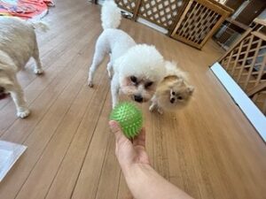 ボールで遊びたい犬ちゃん。