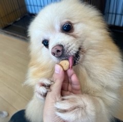 おやつを食べる犬ちゃん。