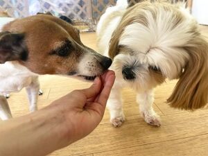 おやつを食べている犬ちゃん