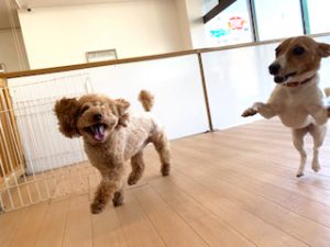 お友達と遊んでいる犬ちゃん。