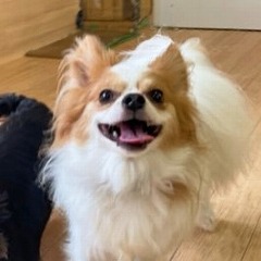 ペットホテルで新しいお友達が出来た犬ちゃん。