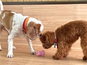 おもちゃに興味津々の犬ちゃん。