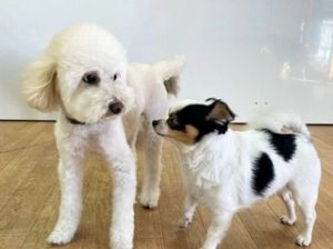 ペットホテルで新しいお友達が出来た犬ちゃん。