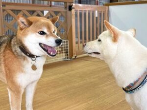 ペットホテルで新しいお友達が出来た犬ちゃん。