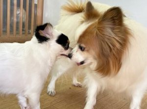 お友達とじゃれあう犬ちゃん。