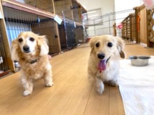 元気にかけっこをする犬ちゃん。