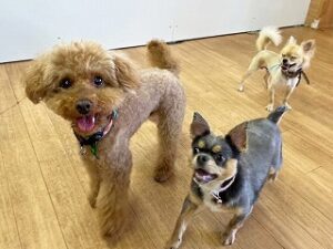 ペットホテルでお散歩中の犬ちゃん。