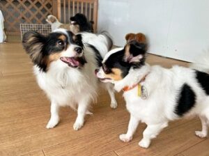 ペットホテルで新しいお友達が出来た犬ちゃん。