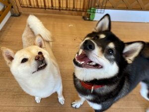 おやつをおねだりする犬ちゃん。