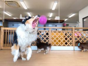 ボールで遊ぶ犬ちゃん。