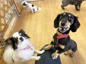 ペットホテルのスタッフさんと遊んでいる犬ちゃん。