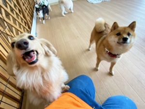 ペットホテルのスタッフさんと一緒に遊びたい犬ちゃん。