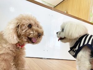 にらめっこをする犬ちゃん。