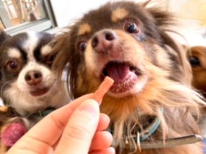 おやつを食べる犬ちゃん。