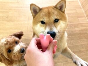 おもちゃが気になる犬ちゃん。