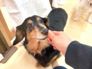 おやつを食べている犬ちゃん。