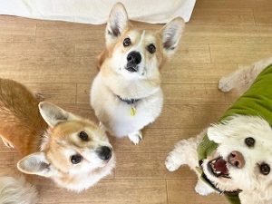 ペットホテルでくつろぐ犬ちゃん達。