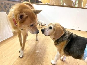 はじめましてのご挨拶をしている犬ちゃん。