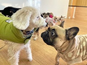 にらめっこをする犬ちゃん。