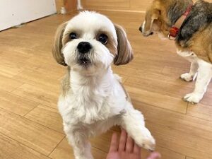 お手の練習をする犬ちゃん。