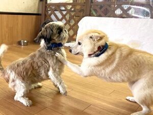 お友達とじゃれあう犬ちゃん。