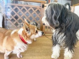 はめましての挨拶をする犬ちゃん。