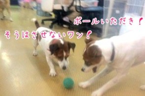 ボールであそぶ犬ちゃん