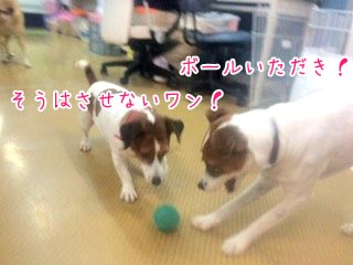 ボールであそぶ犬ちゃん