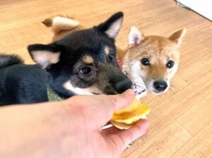 おやつを待っている犬ちゃん。