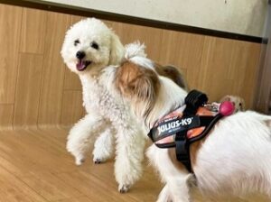 お友達に話しかける犬ちゃん。