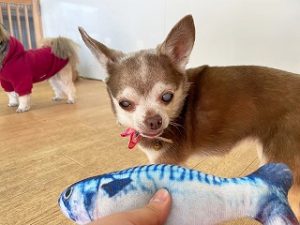 魚のおもちゃが気になる犬ちゃん。