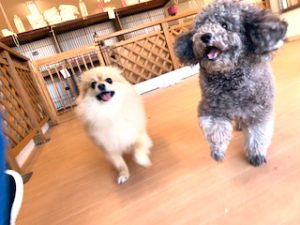 おやつをおねだりする犬ちゃん。