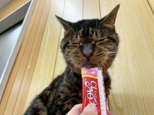 おやつを食べている猫ちゃん