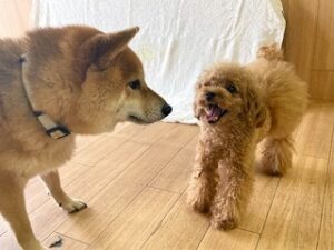 はじめましてのご挨拶をしている犬ちゃん。