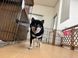 ペットホテルを探検中の犬ちゃん。