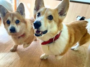 ペットホテルで元気に走り回る犬ちゃん。