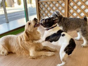 お友達とじゃれあう犬ちゃん。