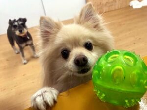 スタッフさんと一緒におもちゃで遊びたい犬ちゃん。