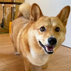 ゆったりお散歩をしている犬ちゃん。