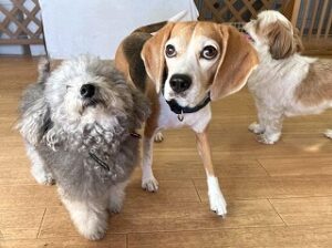 ペットホテルでお散歩中の犬ちゃん。