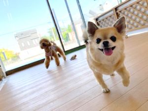 ペットホテルで競争をする犬ちゃん。