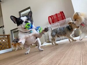 楽しそうにおもちゃで遊んでいる犬ちゃん。